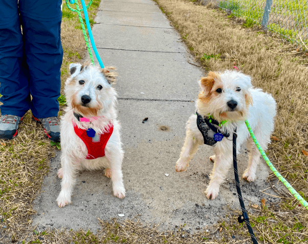 From JRT to TLC—Rescued Jack Russell Dogs Ready for Adoption