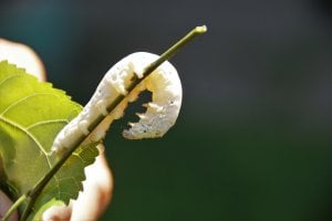 a silkworm on a branch