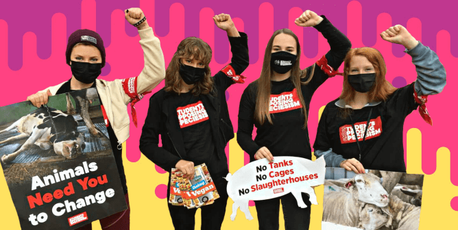 Help Animals, Earn Experience, and Get Paid—Intern With SOS This Summer