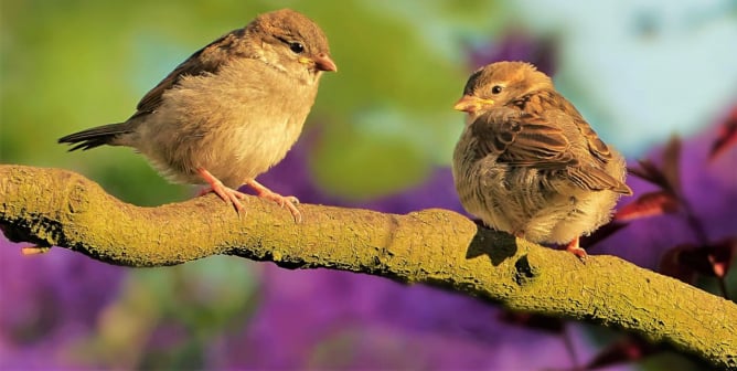 two sparrows on branch