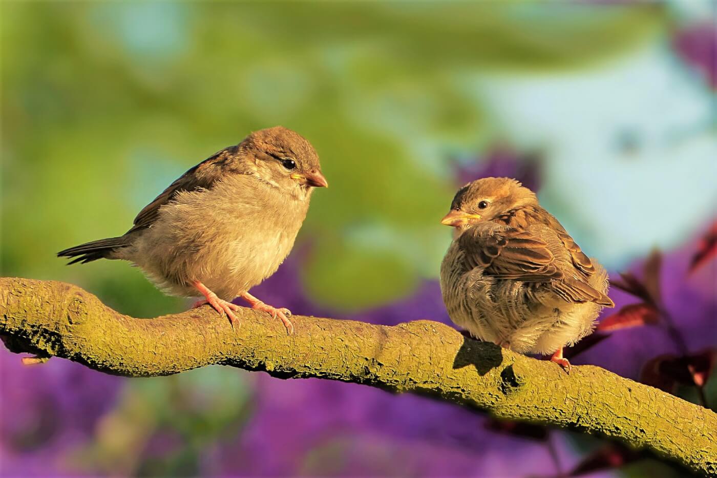 two sparrows on branch