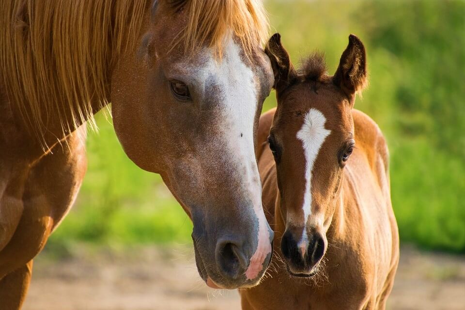 Family of horses