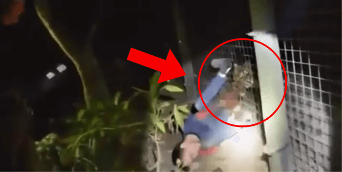 Sham Sanctuary Worker Mauled by Tiger, Hospitalized