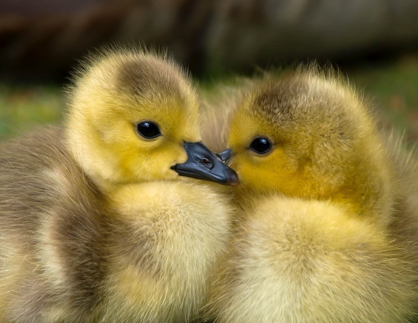 ANIMAL SCIENCE: Duck Life Cycle, Traits, Adaptations, and Animal