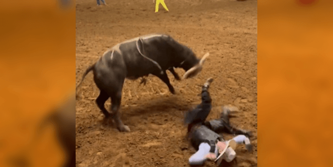 Rodeo: Bull Protects Himself, Dad Protects Son