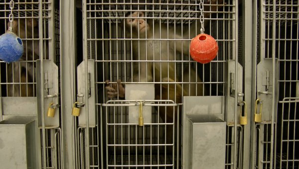 Sick Monkeys Bred on Contaminated Site in Arizona—Demand That NIH Break Its Silence!