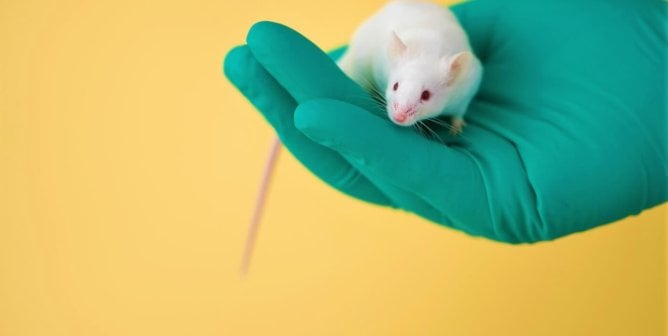 White mouse standing on the palm of a hand