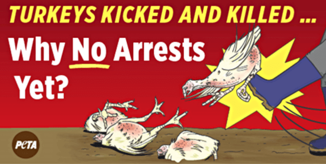 Plainville Farms Workers Mock-Rape and Stomp On Turkeys—Why No Arrests Yet?