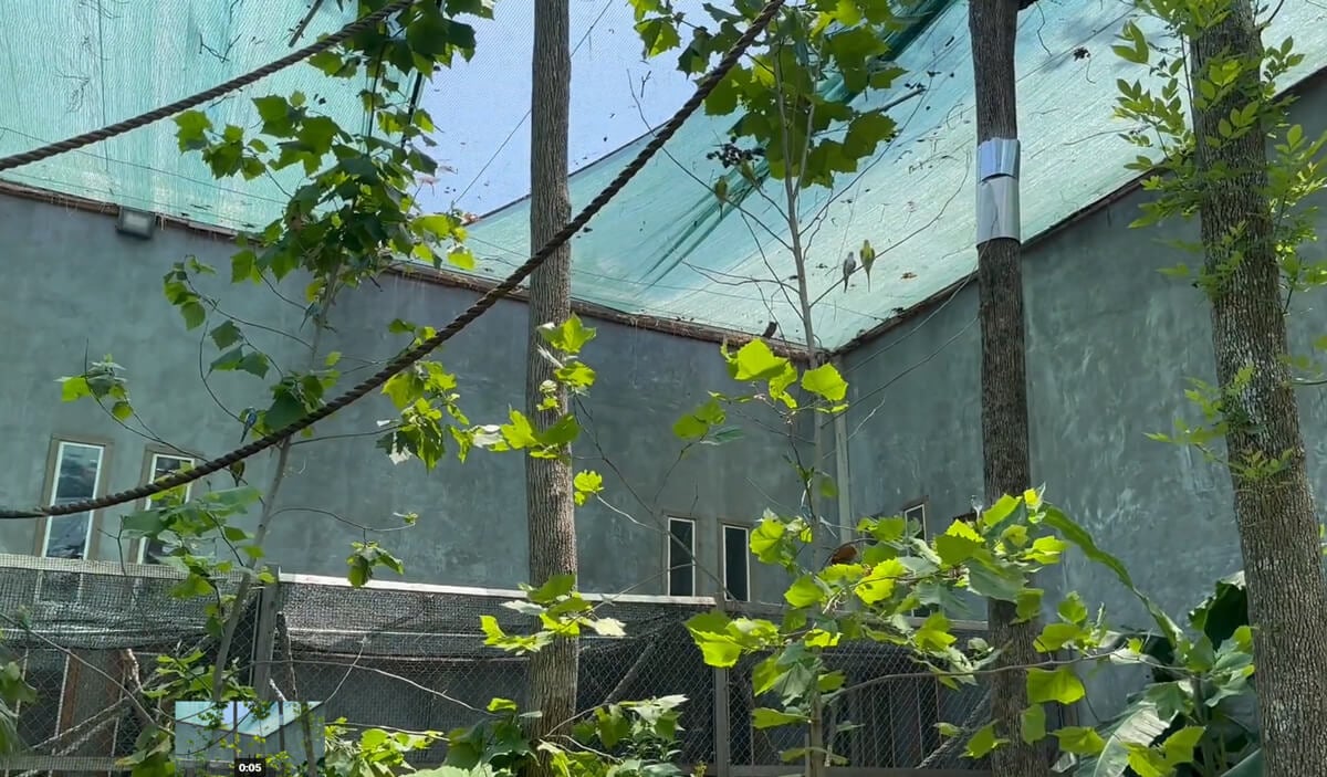 Budgies in aviary Houston Interactive Aquarium Home