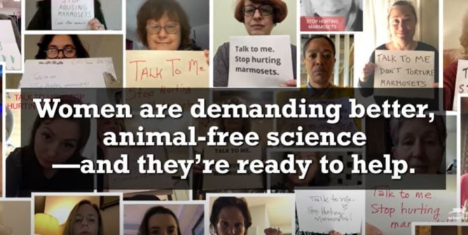 Talk to Us! Stop Hurting Marmosets! (UMass)