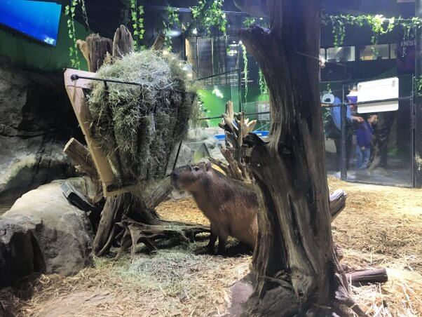 Capybara enclosure