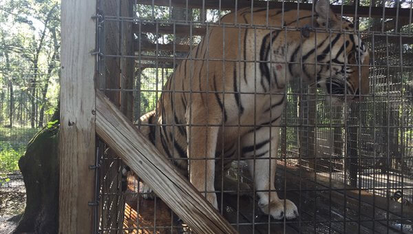 Urge Sham Sanctuary to Stop Treating Tigers Like Props