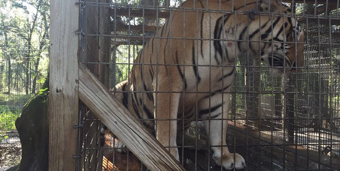 photo of tiger in cage