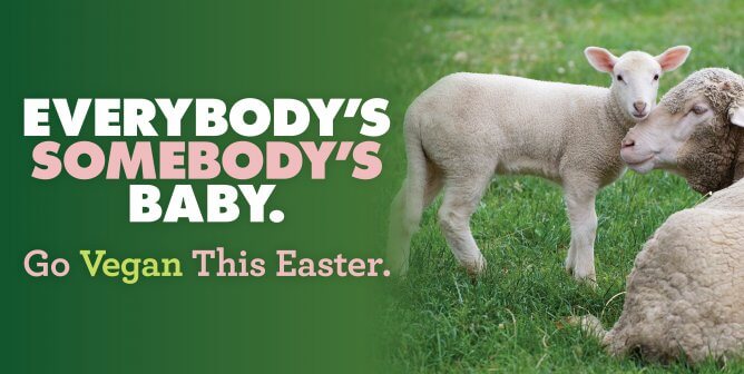 Go vegan this Easter sheep billboard