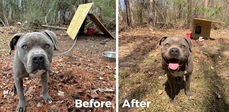 PETA Gives Gyp a Free Doghouse