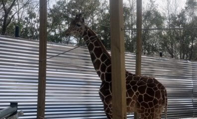 Houston Interactive Aquarium & Animal Preserve Cited for Welfare Violations