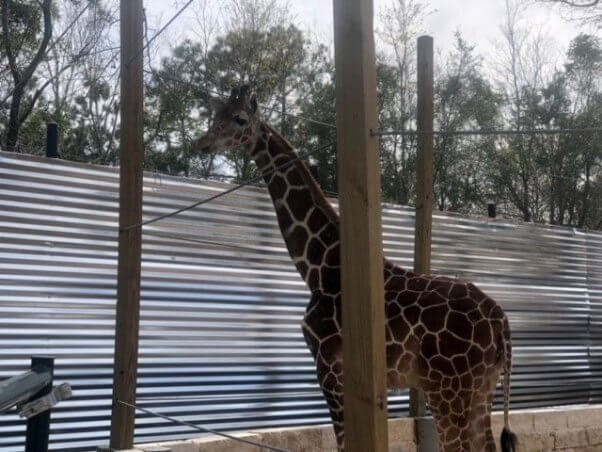Houston Interactive Aquarium Animal Preserve Lehi giraffe