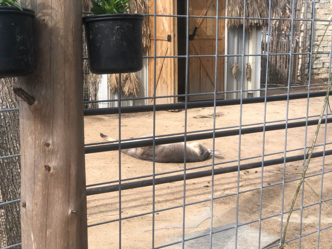 Houston Interactive Aquarium Animal Preserve kangaroo laying ground