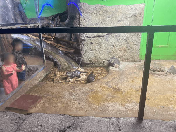 Otters in concrete cage