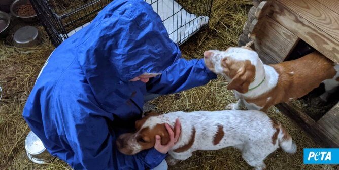 Now in Ukraine: PETA Germany Moves Mountains for Animals Amid Bombings and Hazardous Treks