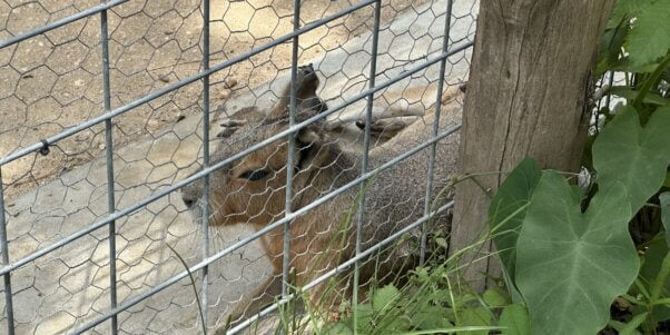 Patagonian Cavies at Houston Interactive Aquarium, one with flystrike