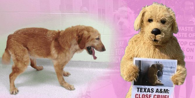 Tell Texas A&M to Release the Nine Healthy Dogs It No Longer Wants
