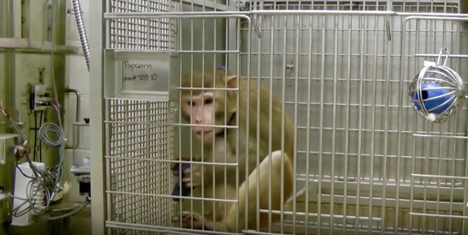 California Dreamin’ Is a Nightmare for Monkeys Imprisoned by UC-Davis
