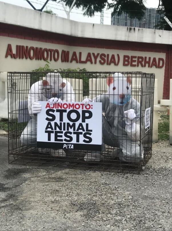 PETA ‘Rats’ hit Ajinomoto’s offices in Malaysia to tell company to end horrific tests on animals