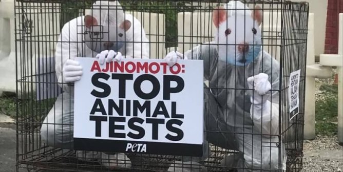 Small Animals Sliced Open and Killed in New Test Funded by MSG-Maker Ajinomoto