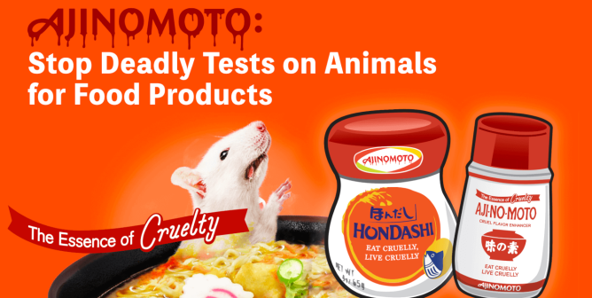 Campaign Updates: Ajinomoto Conducts Deadly and Worthless Tests on Animals