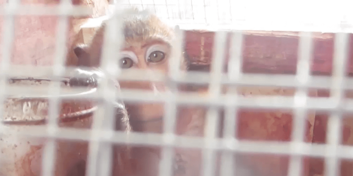 monkey in cage