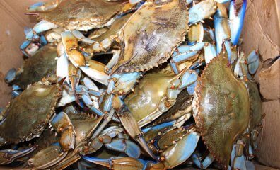 Why Do People Eat Different Crab Species?