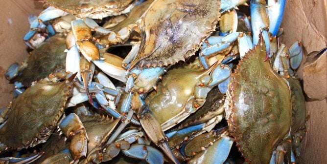 blue crabs piled into a cardboard box used to demonstrate different crab species