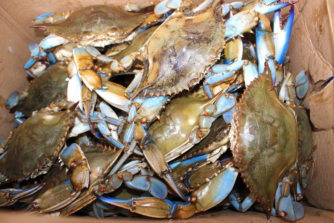 blue crabs piled into a cardboard box