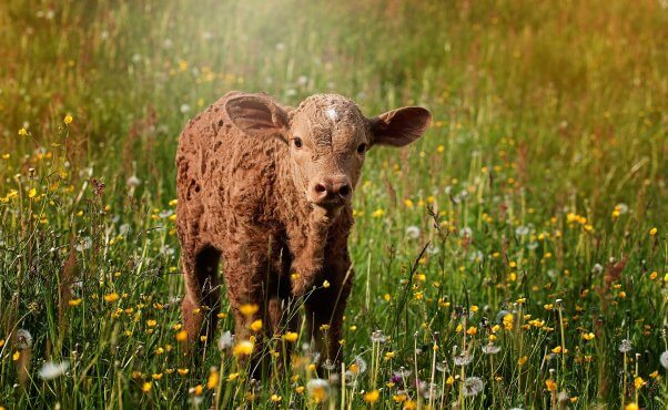 brown calf in grass