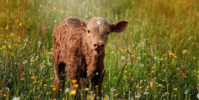 brown calf in grass