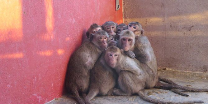 chagas disease risk outdoor monkeys used experiments