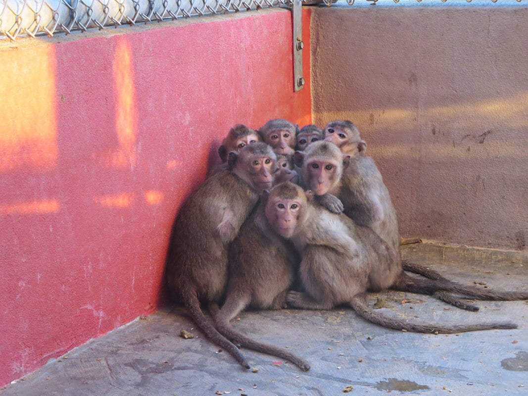 chagas disease risk outdoor monkeys used experiments