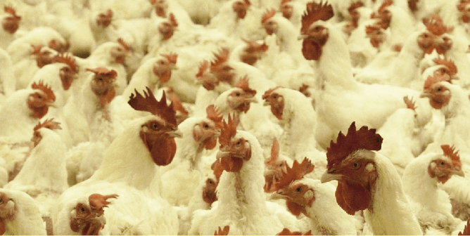 The Next Pandemic? First American Tests Positive for Bird Flu H5N1 and 5.3 Million Hens Killed in Iowa