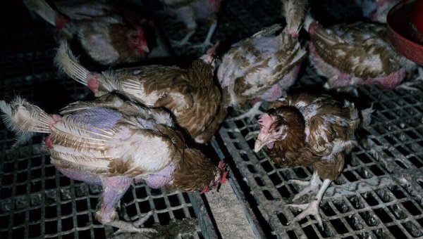 Director of Animal ‘Welfare’ Backs Baking Animals Alive, Must Be Fired