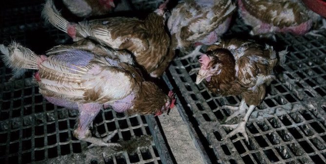 Factory Farming: The Industry Behind Meat and Dairy | PETA