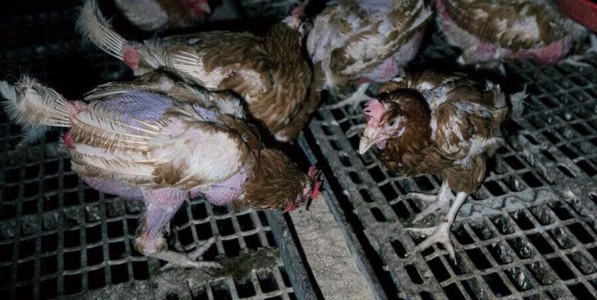 Chickens Used for Food | PETA Chickens Used for Food | PETA