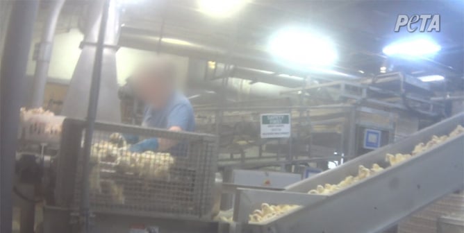 chicks on conveyor belt at chicken hatchery