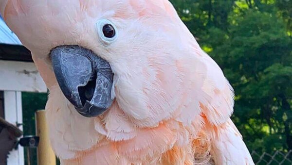 Captive Birds Need Your Help Now! Contact the USDA Before April 25