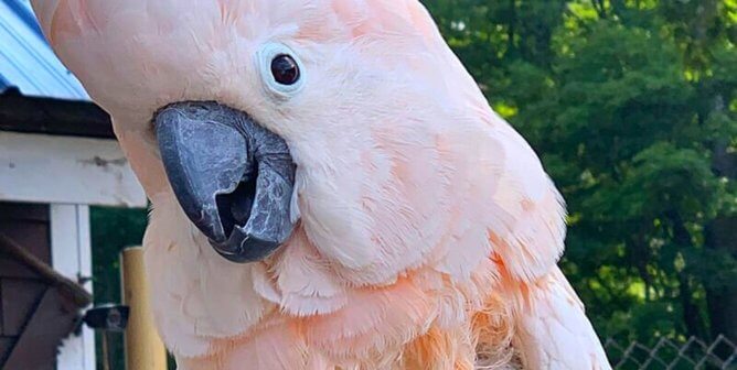 Captive Birds Need Your Help Now! Contact the USDA Before May 25