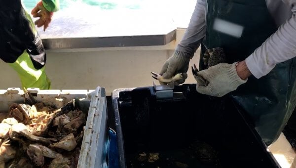 First-of-Its-Kind PETA Video: Workers Tear Live Animals Apart, Throw Them Away in Florida’s Stone Crab Industry