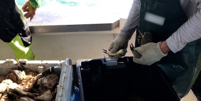 First-of-Its-Kind PETA Video: Workers Tear Live Animals Apart, Throw Them Away in Florida’s Stone Crab Industry