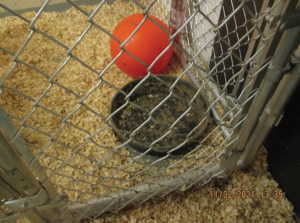dirty food bowl wake forest pig experiments