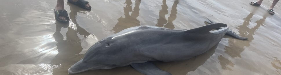 Beachgoers Try to Ride Dolphin—Now She’s Dead