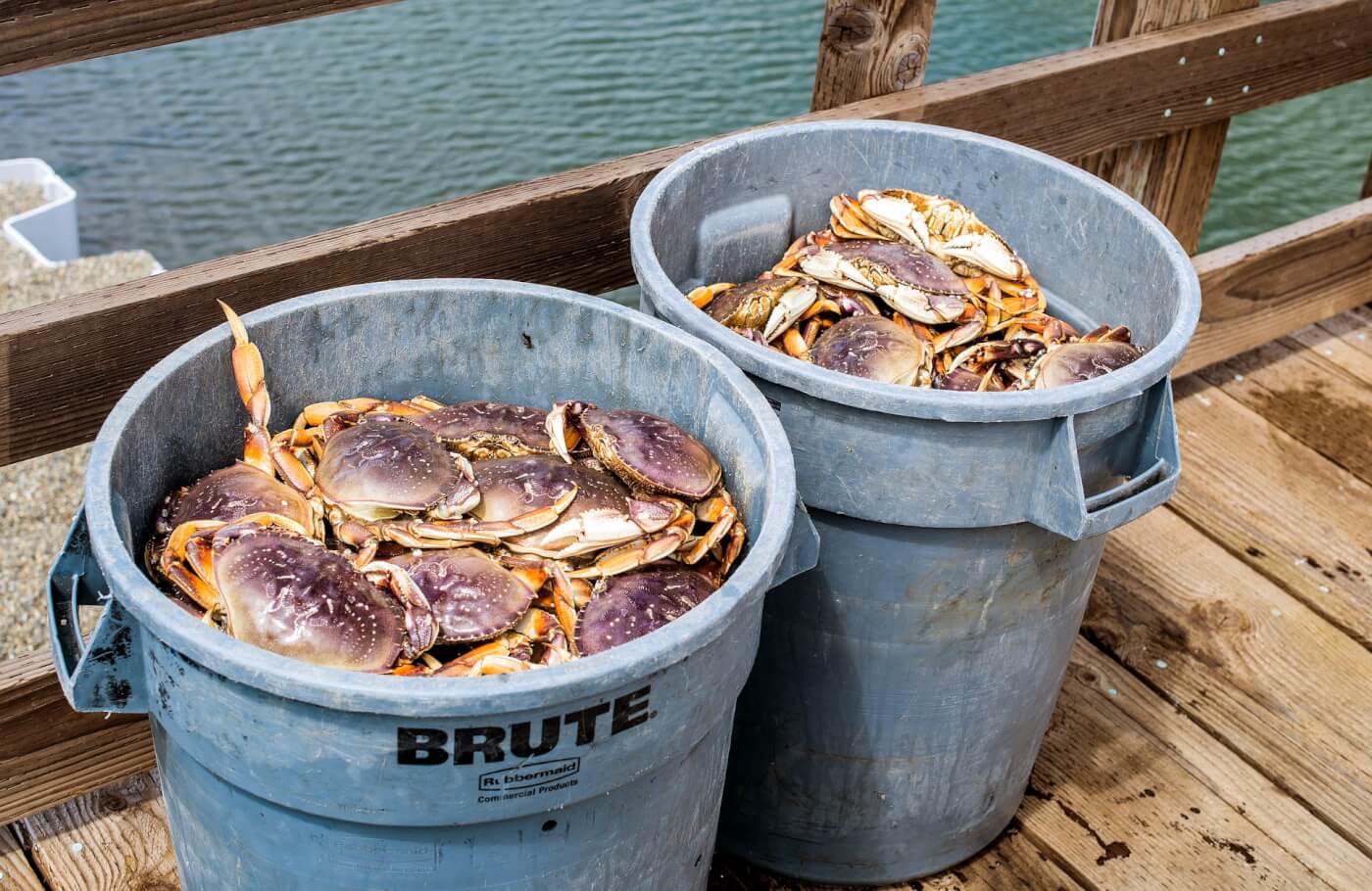 dungeness crabs in trash cans